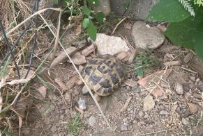 Discovery alert Tortoise Unknown Villaz Switzerland
