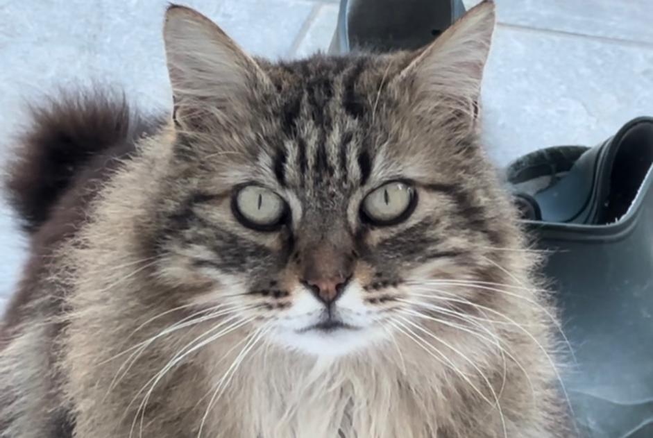 Disappearance alert Cat miscegenation Male , 12 years Saint-Vincent-de-Barrès France