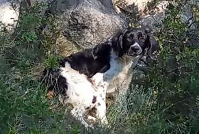 Discovery alert Dog  Unknown Capendu France