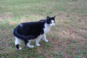 Disappearance alert Cat  Male , 15 years Verneuil-sur-Seine France