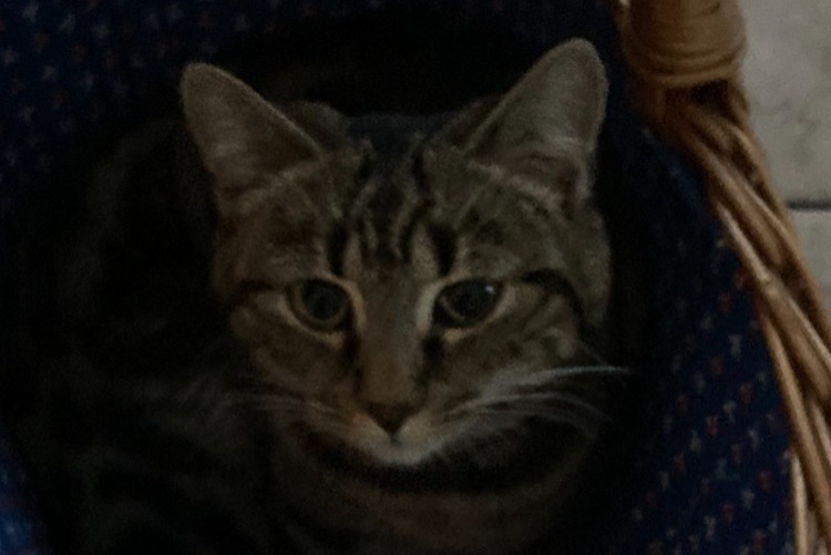 Disappearance alert Cat miscegenation Female , 1 years Tentlingen Switzerland