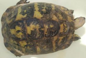 Disappearance alert Tortoise Female , 2024 years Marboué France