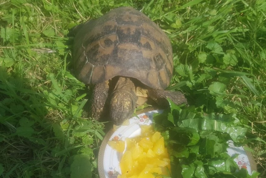 Disappearance alert Tortoise Unknown , 7 years Loison-sous-Lens France