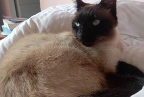 Disappearance alert Cat miscegenation Male , 4 years Villenave-d'Ornon France