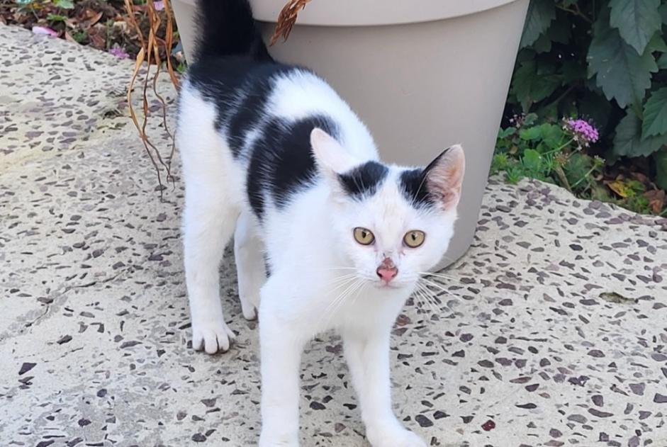 Discovery alert Cat Unknown Montillières-sur-Orne France