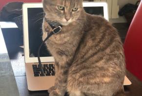 Disappearance alert Cat  Female , 8 years Bonnebosq France