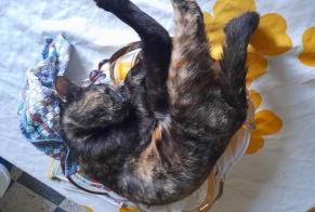 Disappearance alert Cat Female , 3 years Villefranche-sur-Saône France