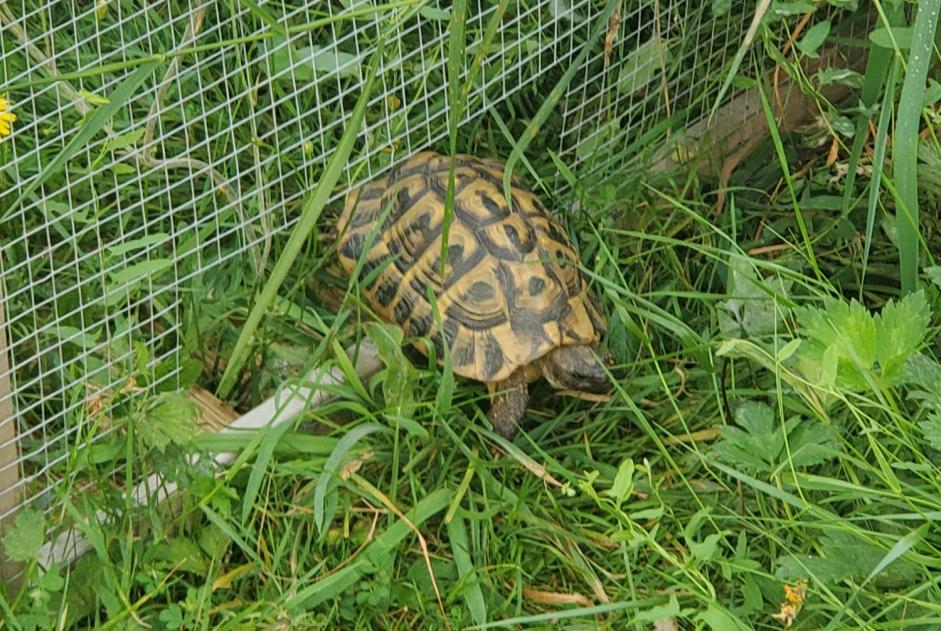 Disappearance alert Tortoise Male , 2024 years Le Poiré-sur-Vie France