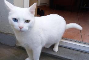 Disappearance alert Cat  Male , 5 years Eysines France