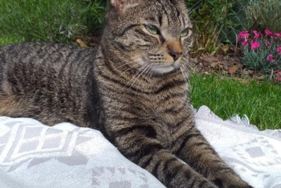 Disappearance alert Cat miscegenation Male , 4 years Vernier Switzerland