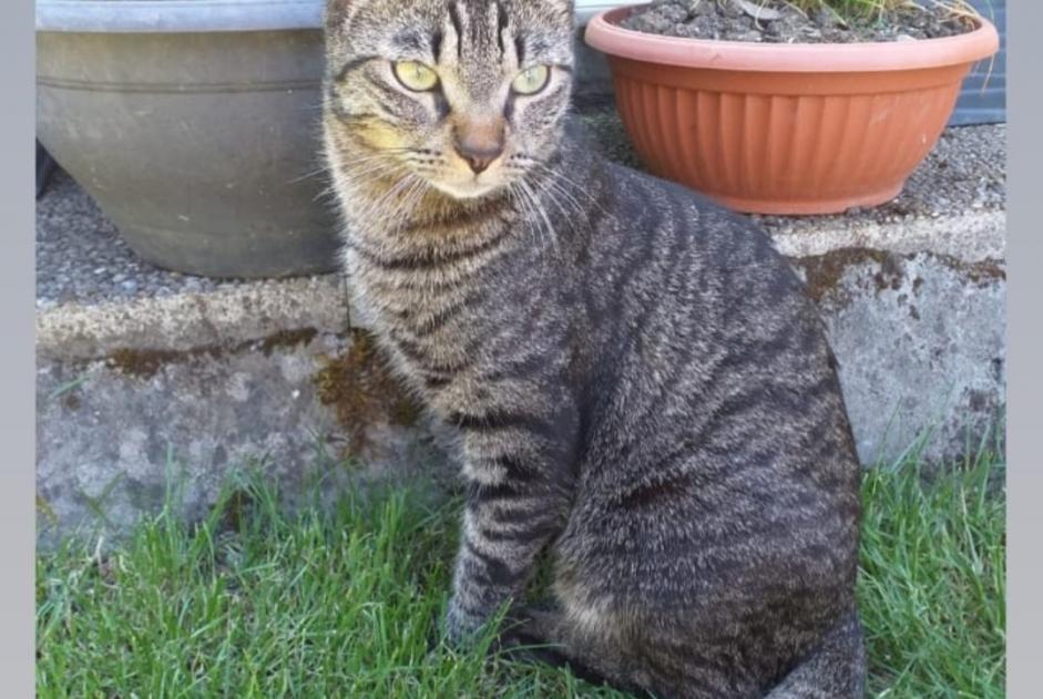 Disappearance alert Cat miscegenation Male , 4 years Vernier Switzerland