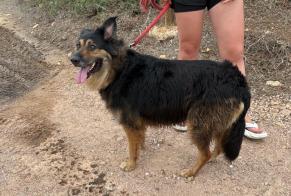 Discovery alert Dog Female Bonifacio France