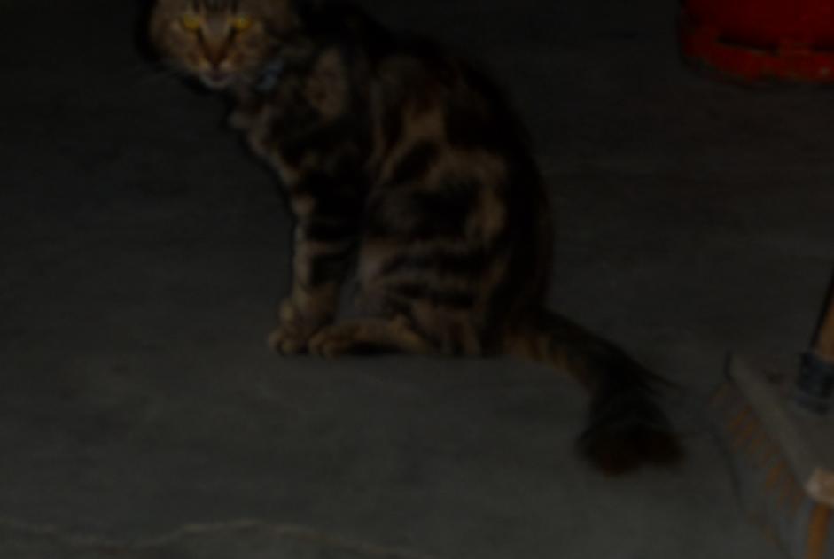 Discovery alert Cat Unknown Eppes France