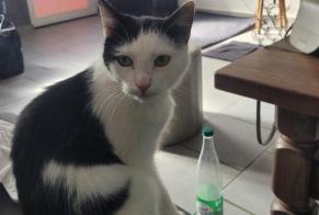 Discovery alert Cat Female Tournai Belgium