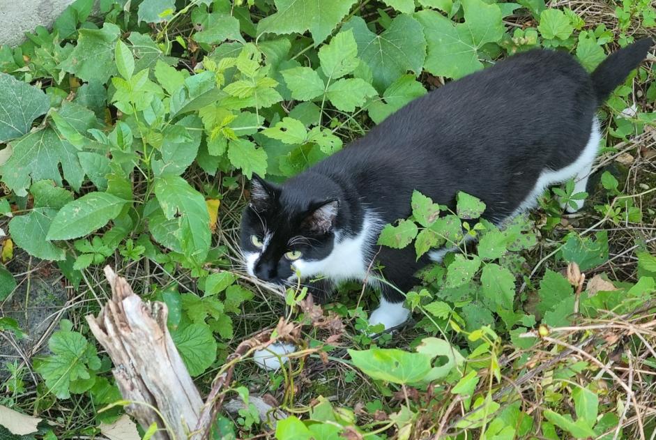 Disappearance alert Cat  Female , 4 years Saint-Honoré-les-Bains France