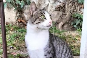 Discovery alert Cat  Male Le Bourget France