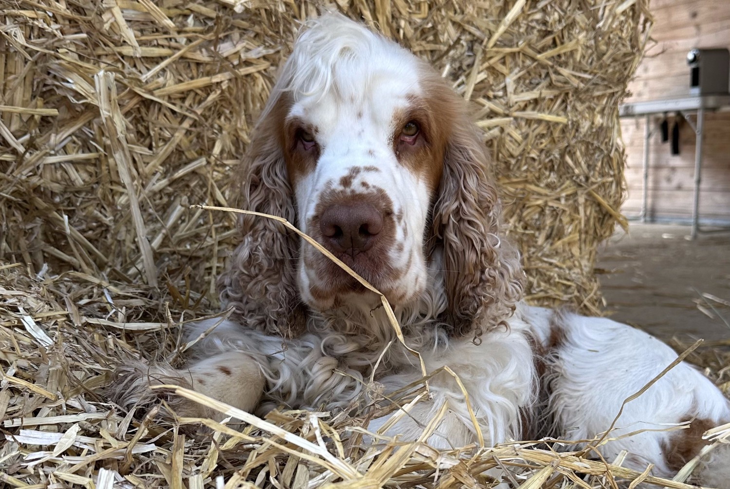 Disappearance alert Dog  Male , 3 years Trappes France