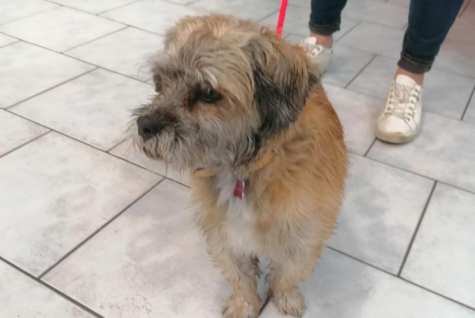 Discovery alert Dog Male Le Quesnoy France