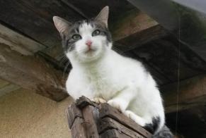 Disappearance alert Cat Male , 11 years Samatan France