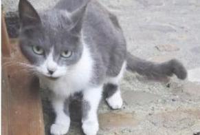 Discovery alert Cat Female Villefranche-de-Rouergue France