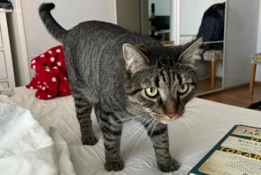 Disappearance alert Cat miscegenation Male , 4 years Wallisellen Switzerland