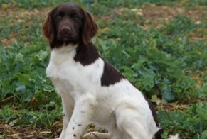 Disappearance alert Dog  Female , 1 years Bazemont France