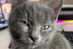 Disappearance alert Cat miscegenation Female , 1 years Edingen Belgium