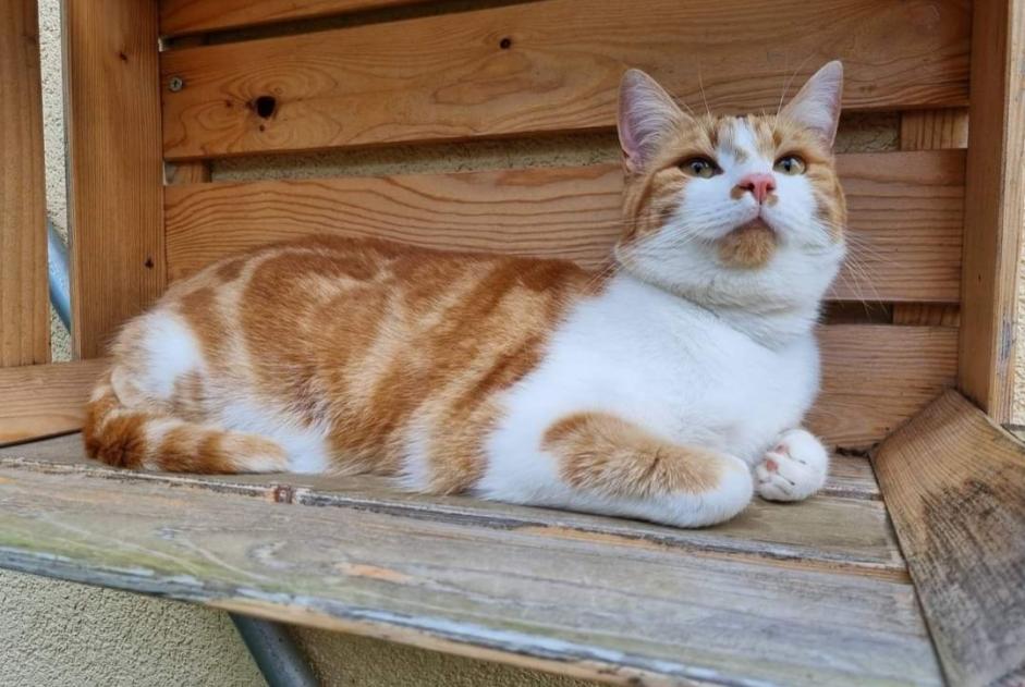 Disappearance alert Cat Male , 2 years Vullierens Switzerland