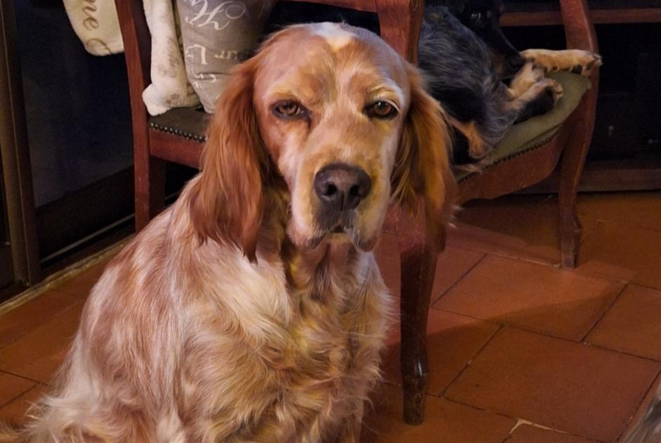 Disappearance alert Dog  Female , 6 years Thédirac France