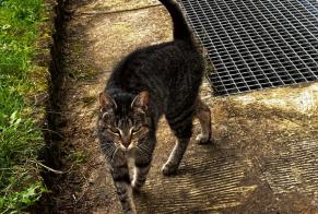 Discovery alert Cat  Female Pluvigner France