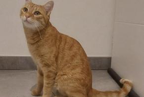 Discovery alert Cat Male Sainte-Consorce France