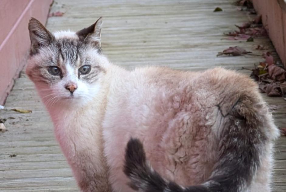 Discovery alert Cat Male Saint-Germain-des-Essourts France