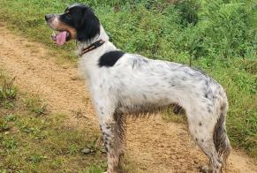 Disappearance alert Dog  Male , 2 years Arcisses France