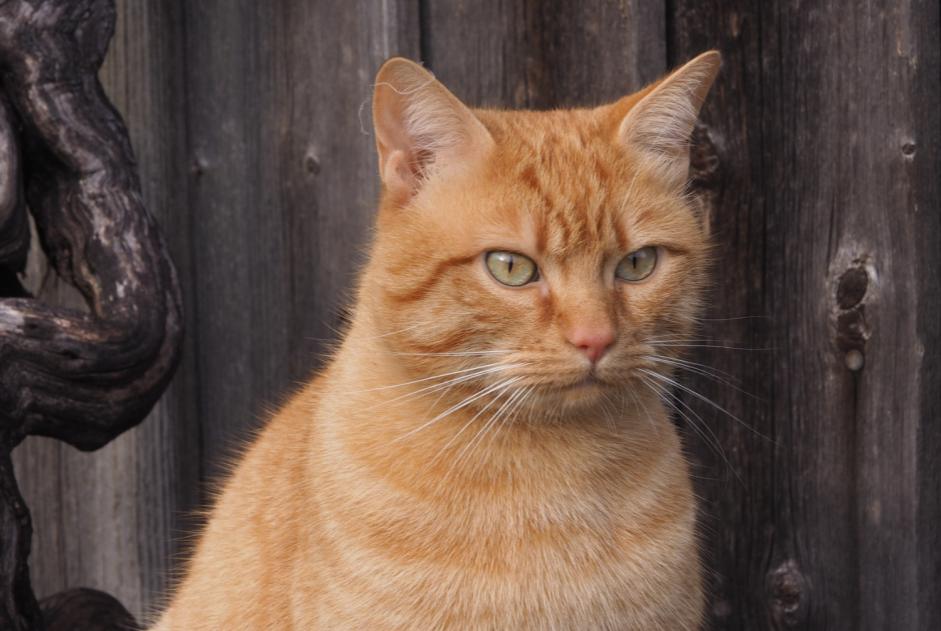 Disappearance alert Cat Male , 4 years Le Crest France