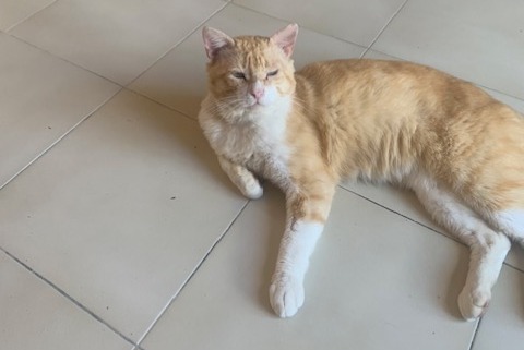 Disappearance alert Cat  Male , 0 years Épône France