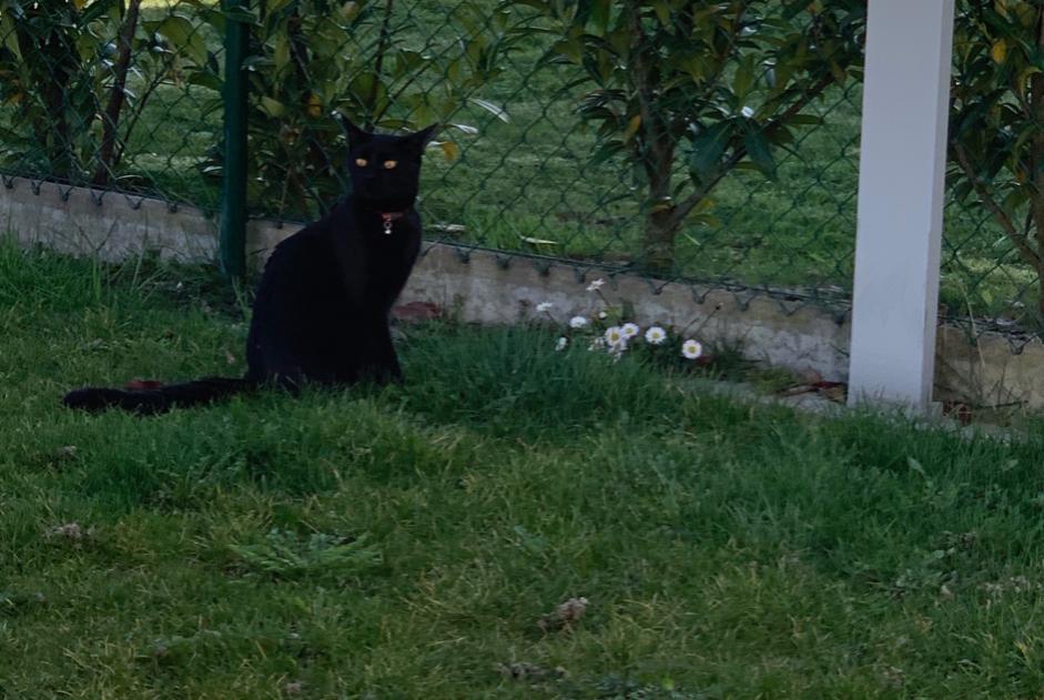 Alerta de Desaparición Gato  Macho , 5 años Villars-Epeney Suiza