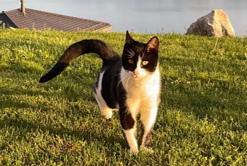 Alerta de Desaparición Gato  Macho , 1 años Bourg-en-Lavaux Suiza