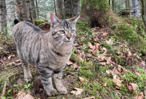 Alerta de Desaparición Gato Hembra , 1 años Châtel-Saint-Denis Suiza
