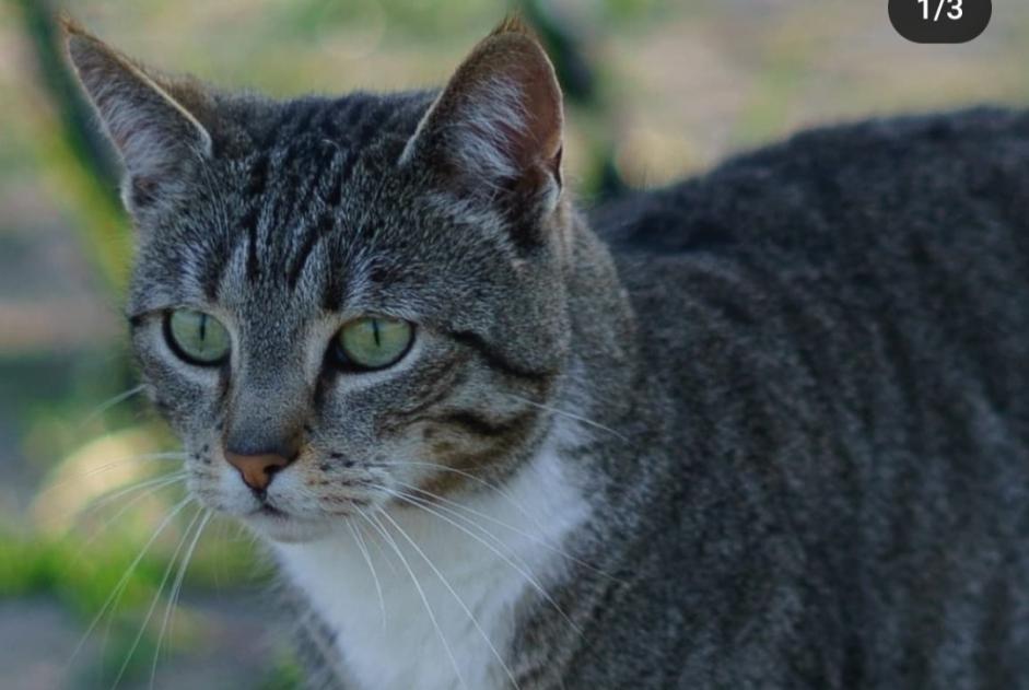 Alerta de Desaparición Gato cruce Hembra , 9 años Cañada del Trigo España