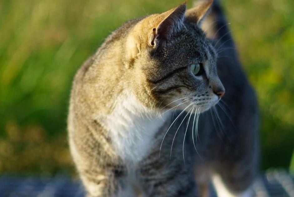 Alerta de Desaparición Gato cruce Hembra , 9 años Cañada del Trigo España