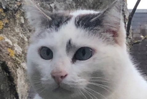 Alerta de Desaparición Gato  Hembra , 9 años Gazave Francia