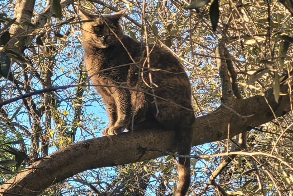 Alerta de Desaparición Gato Hembra , 3 años La Garde Francia