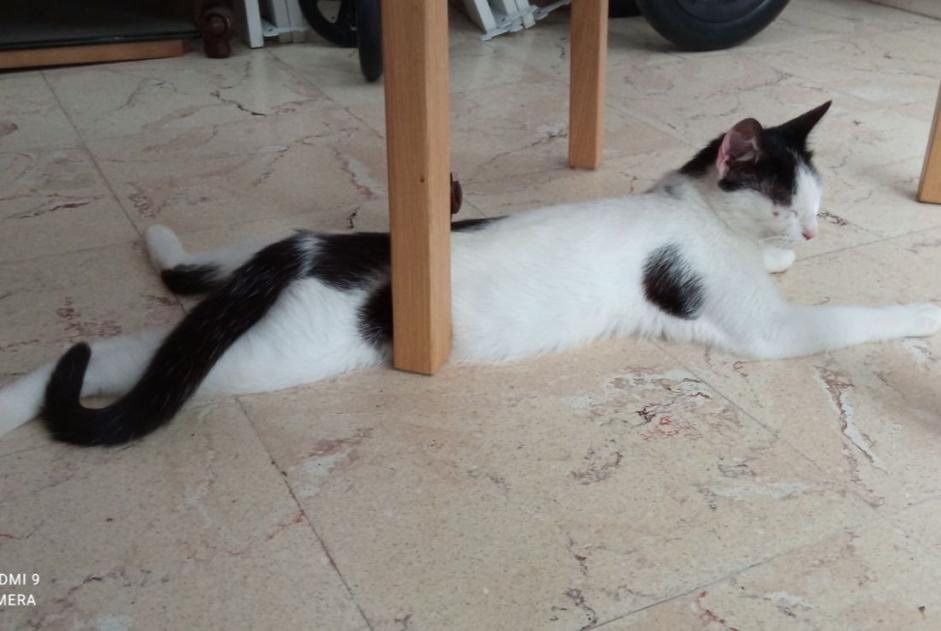 Alerta de Hallazgo Gato Hembra , 1 año Meung-sur-Loire Francia