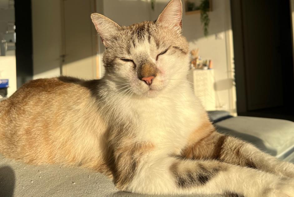 Alerta de Desaparición Gato Macho , 3 años Les Sables-d'Olonne Francia