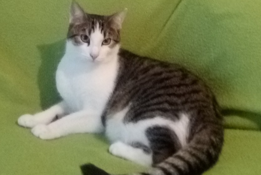 Alerta de Desaparición Gato  Macho , 5 años Cesson-Sévigné Francia