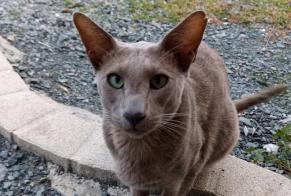 Alerta de Desaparición Gato  Macho , 5 años Saint-Pierre-du-Chemin Francia