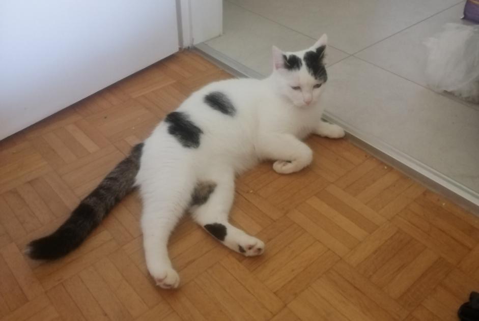 Alerta de Hallazgo Gato Hembra La Neuveville Suiza