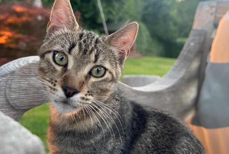 Alerta de Desaparición Gato Macho , 0 años Collex-Bossy Suiza