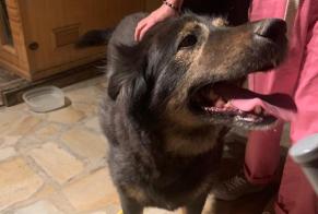 Alerta de Hallazgo Perro  Desconocido Châteauvieux Francia