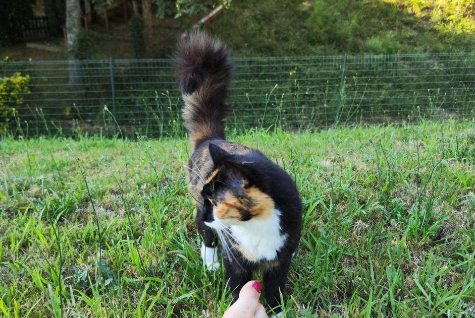 Alerta de Desaparición Gato Hembra , 2 años Simancas España